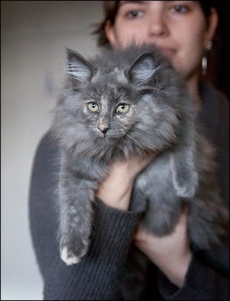 Elektra des Amours de Norvège 1.jpg - Elektra des Amours de Norvège